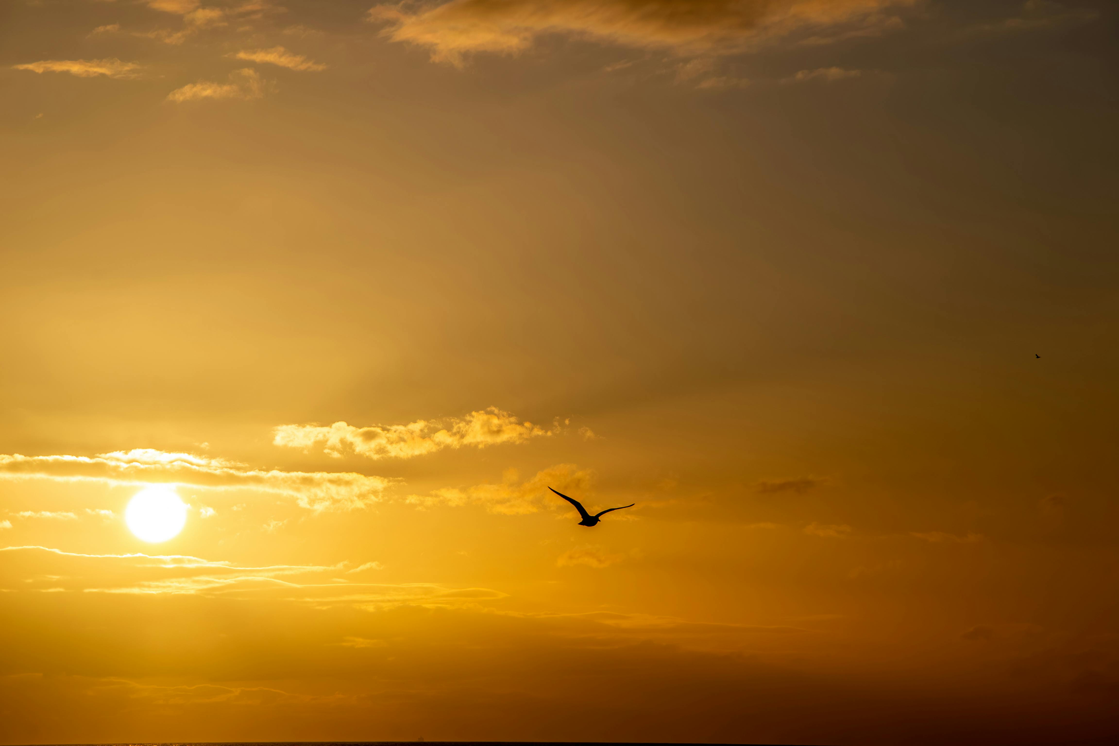 the art of letting go - a bird flying