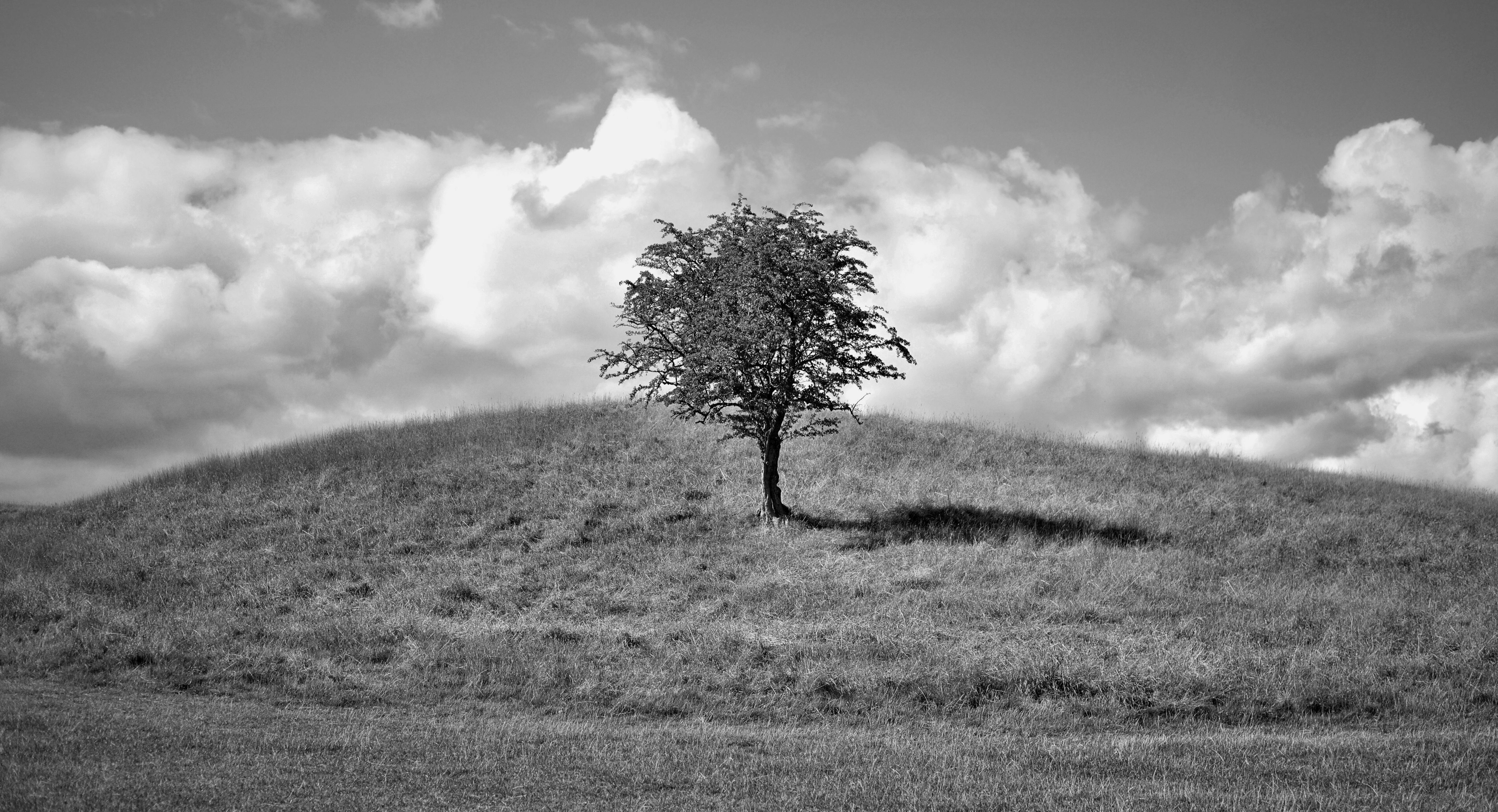 why breakups are so hard - a tree in a field